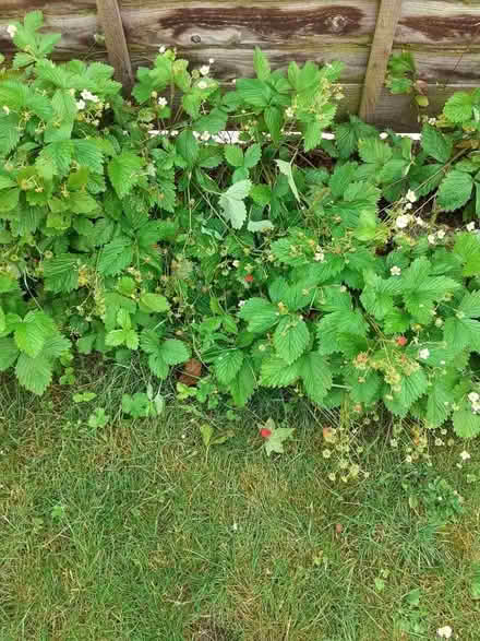 Photo of free Wild strawberry plants (Royal Wootton Bassett SN4) #1