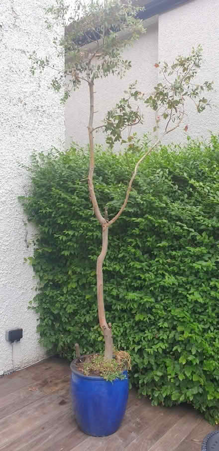 Photo of free Eucalyptus Tree (Bents Green S11) #1
