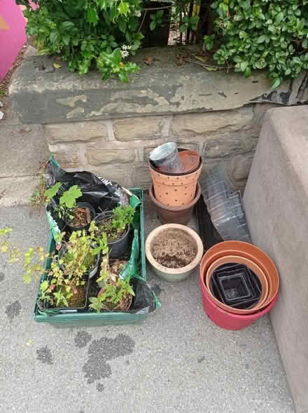 Photo of free Plants and plant pots (Sharrowvale - S11) #1