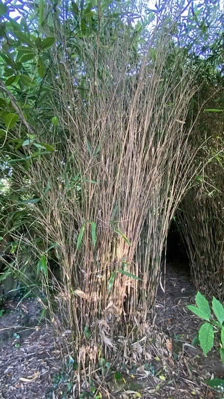 Photo of free Bamboo canes (Mill Lane crowborough TN6) #4