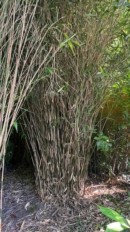 Photo of free Bamboo canes (Mill Lane crowborough TN6) #2