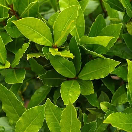 Photo of Bay Tree/plant (Lamberhurst TN3) #1