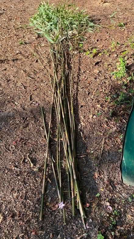 Photo of free Bamboo canes (Mill Lane crowborough TN6) #1