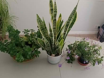Photo of free Three Houseplants (CT6) #1