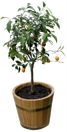 Photo of Fruit Tree donation (Murfreesboro Downtown Square) #1