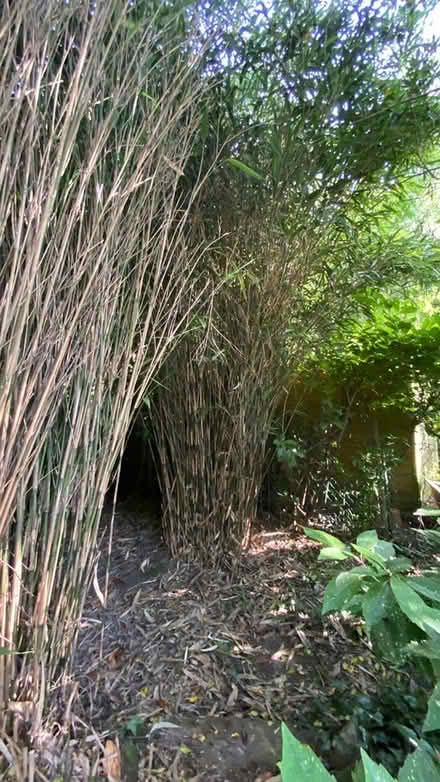Photo of free Bamboo canes (Mill Lane crowborough TN6) #3
