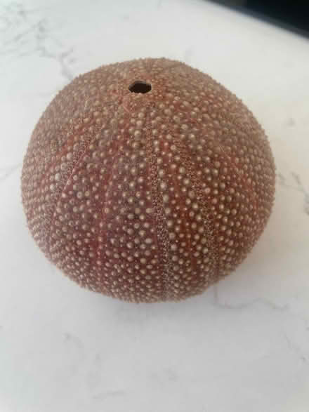 Photo of free Circle shell (Beachwood Canyon) #1