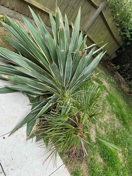 Photo of free 2 plants for garden (Hurst Green TN19) #1