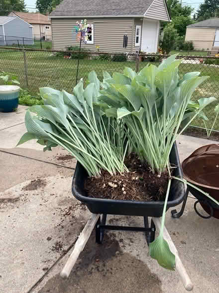 Photo of free hostas (Garden City) #1