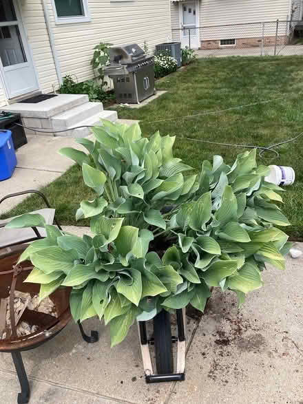 Photo of free hostas (Garden City) #2