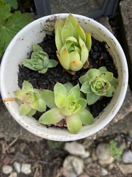 Photo of free Sempervivium “Chicks” (Near 75th and Woodridge Dr.) #1