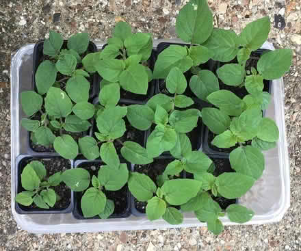 Photo of free Cape gooseberry (New Barnet EN4) #1