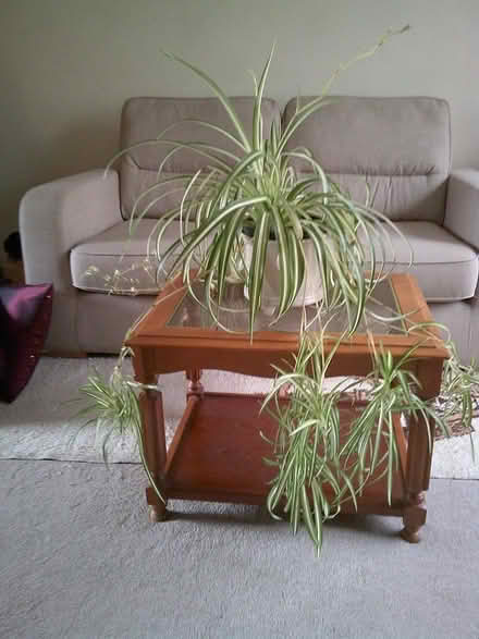Photo of free Mature Spider Plant (Fords Farm RG31) #1