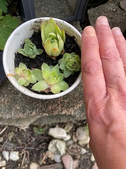Photo of free Sempervivium “Chicks” (Near 75th and Woodridge Dr.) #2