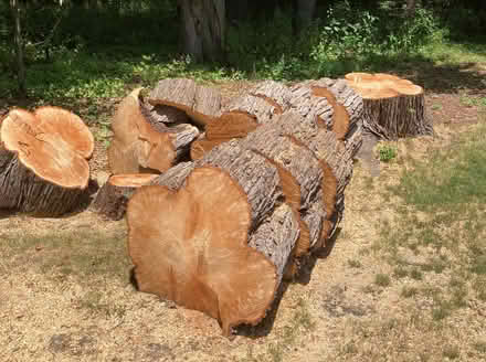 Photo of free Silver Maple Fire Wood (Stockbridge, Maple st) #4