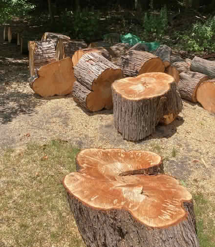 Photo of free Silver Maple Fire Wood (Stockbridge, Maple st) #3