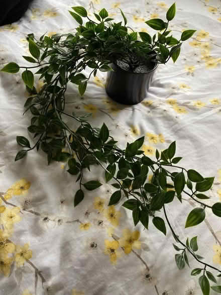Photo of free Fake hanging plant IKEA (Dean Court OX2) #1