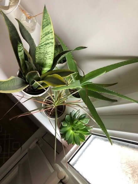 Photo of free Loads of house plants (Port Sunlight CH62) #2