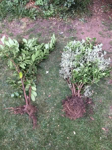 Photo of free Laurel bushes (The Ronkswood WR5) #3