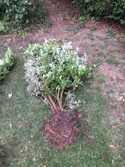 Photo of free Laurel bushes (The Ronkswood WR5) #1