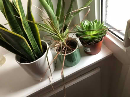Photo of free Loads of house plants (Port Sunlight CH62) #1