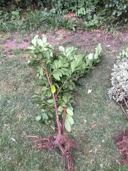 Photo of free Laurel bushes (The Ronkswood WR5) #2