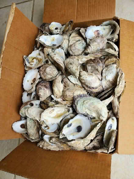 Photo of free oyster shells for crafting (Fox River Shores, Island Lake) #1