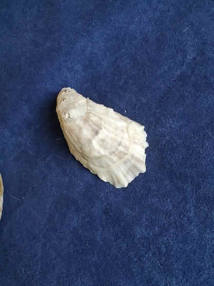 Photo of free oyster shells for crafting (Fox River Shores, Island Lake) #2