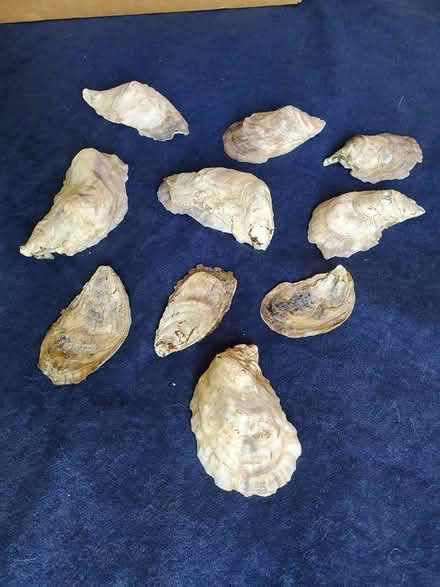 Photo of free oyster shells for crafting (Fox River Shores, Island Lake) #3