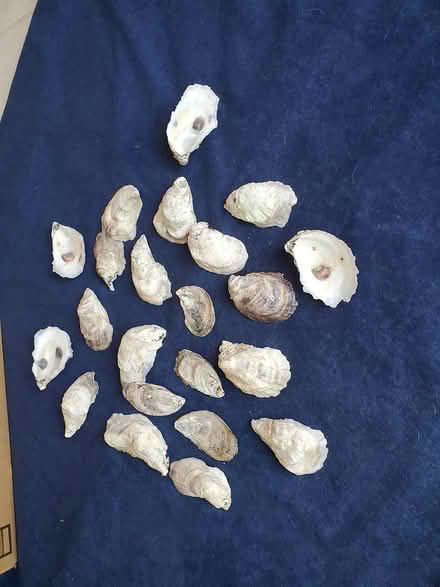 Photo of free oyster shells for crafting (Fox River Shores, Island Lake) #4