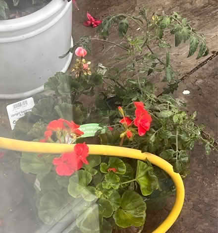 Photo of free Plants (North Laine) #1