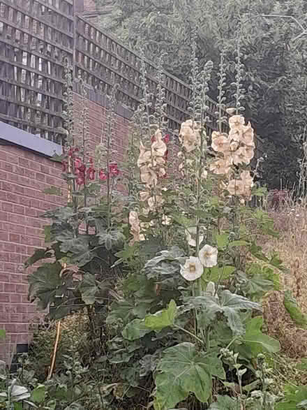 Photo of free Hollyhock seeds (Temple Cowley OX4) #1