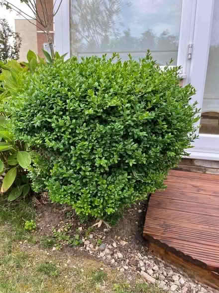 Photo of free Box plant (New Brighton CH45) #1