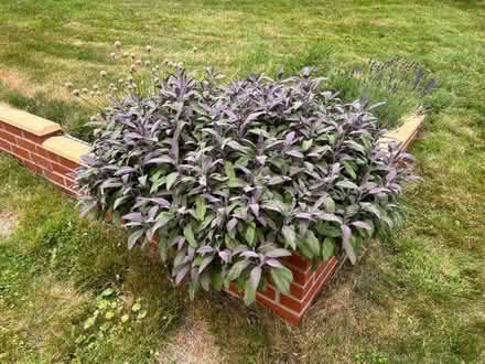 Photo of free Sage (Norton LD8) #1
