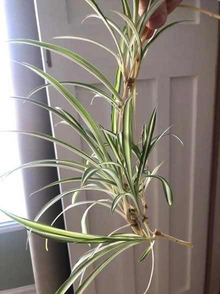 Photo of free Baby spider plants (Kings Park G44) #1