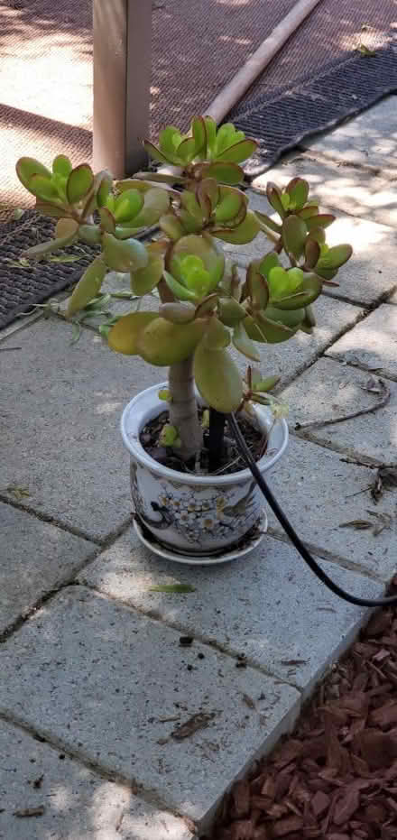 Photo of free Jade plant (San Mateo) #1