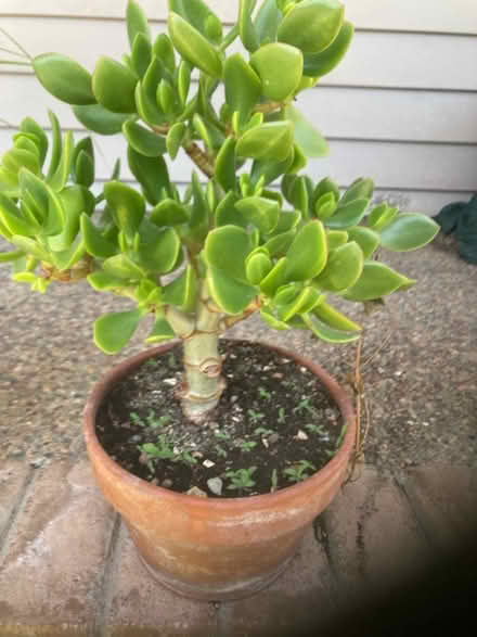 Photo of free Jade plant (Off Woodside Rd) #1