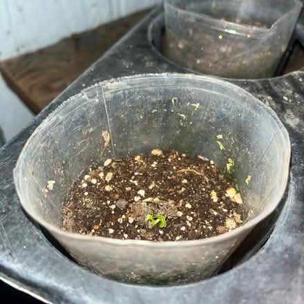 Photo of Potting Soil and/or Compost (Paramount, CA) #1