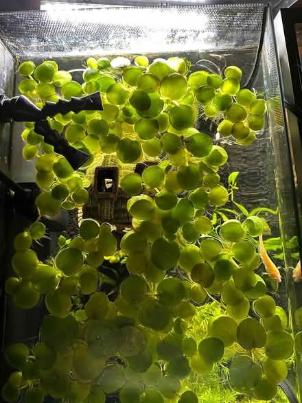 Photo of free Amazon frogbit (Markham and Lawrence) #1