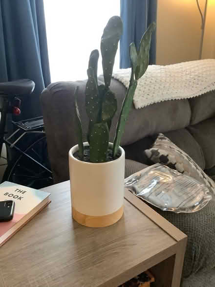 Photo of free Fake cactus plant (Ypsilanti,byEllsworth&Mich Ave) #2