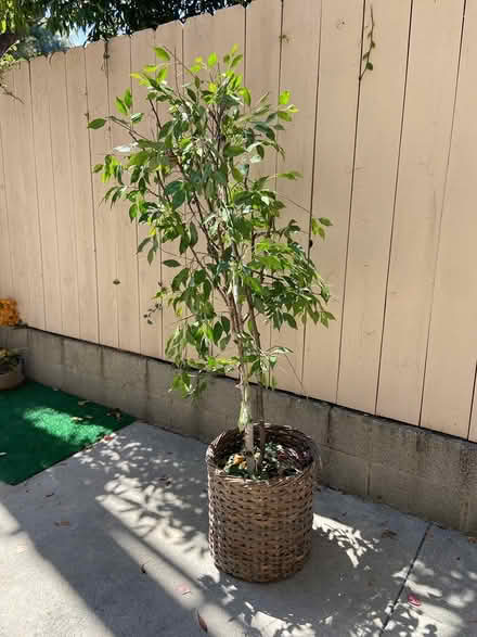 Photo of free Faux tree (Near Cheviot Hills) #2