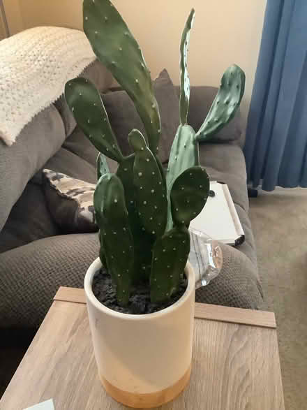 Photo of free Fake cactus plant (Ypsilanti,byEllsworth&Mich Ave) #1