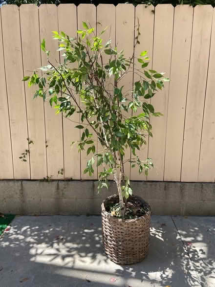 Photo of free Faux tree (Near Cheviot Hills) #3