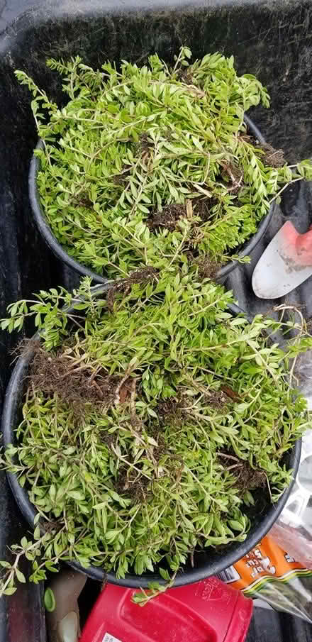 Photo of free Sedum (Poughkeepsie/Hyde Park) #2