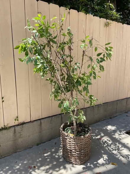 Photo of free Faux tree (Near Cheviot Hills) #1