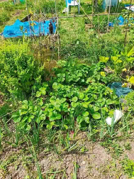 Photo of free Strawberry plants (Ryde PO33) #1