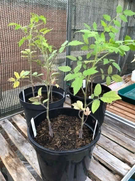 Photo of free Tomato plants (Wheatley OX33) #1
