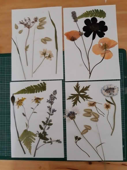 Photo of free Dried pressed flowers and grasses (Lakeside LA12) #1