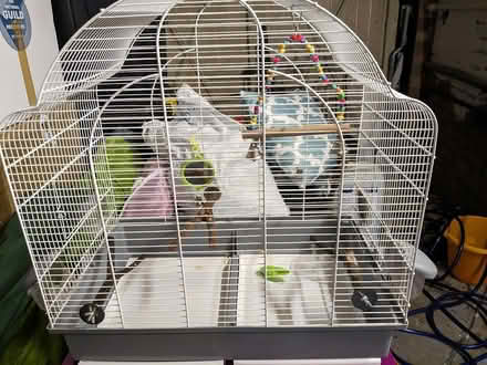 Photo of Bird cage and accessories (Biggin hill) #1