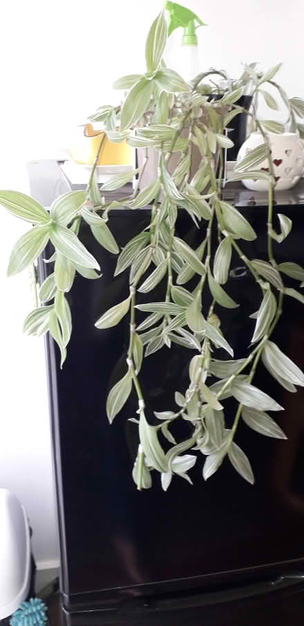Photo of free Plant (Constantine Falmouth) #1
